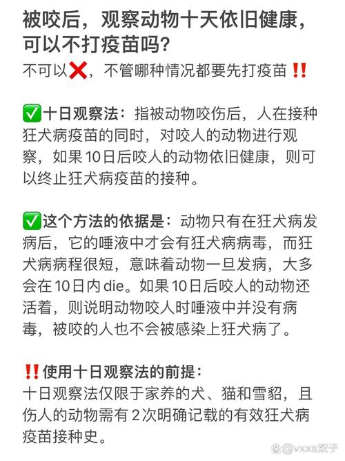 貓咪打完狂犬疫苗后的健康小貼士