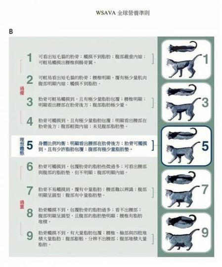 揭秘貓咪健康的小秘密——菊花的妙用