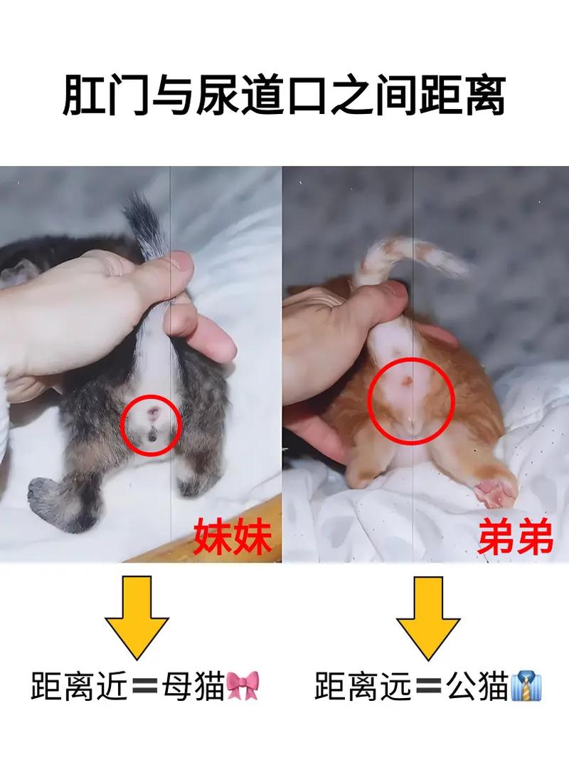 揭秘，貓咪的鼻子顏色真的有性別之分嗎？