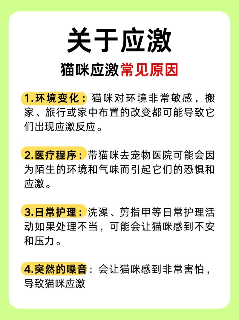 貓咪突然消瘦，主人該警惕的那些常見原因