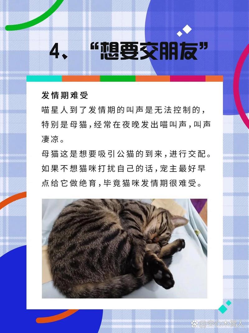 貓咪與它的名字，為何它叫喵喵