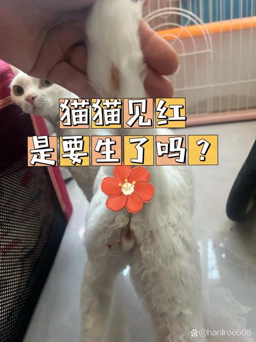 貓咪的月經到底持續(xù)多久？揭秘貓科動物的神秘生理現(xiàn)象