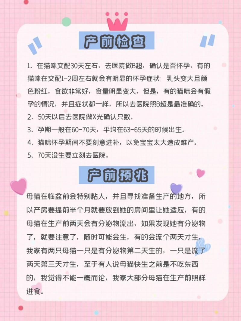 新手爸媽必看迎接小貓的到來，家庭準備全攻略