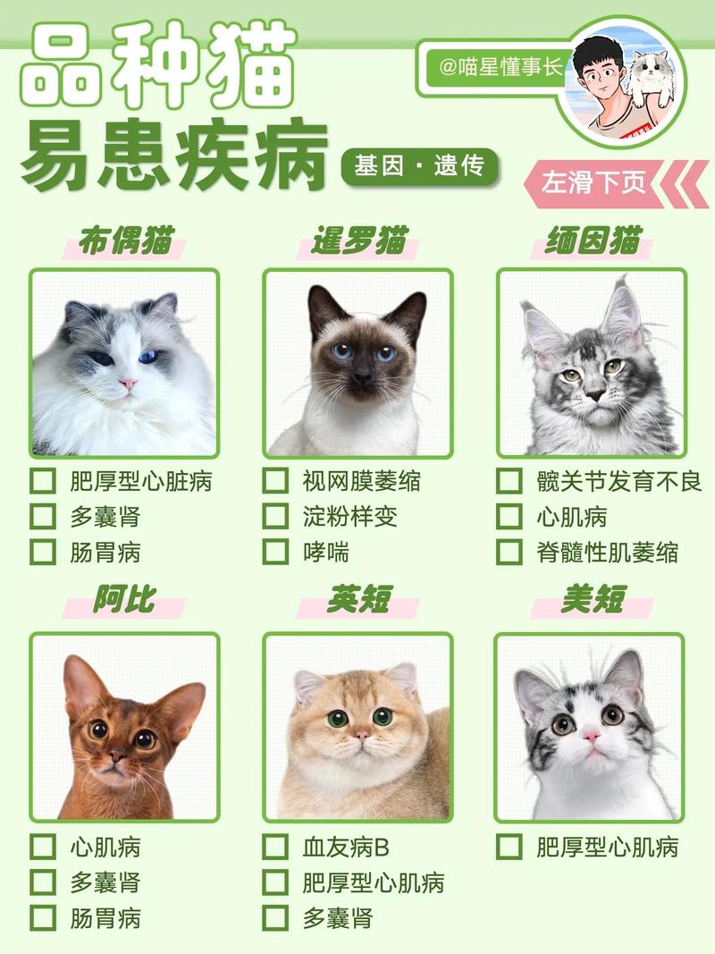 貓咪哮喘癥的治療與日常護理