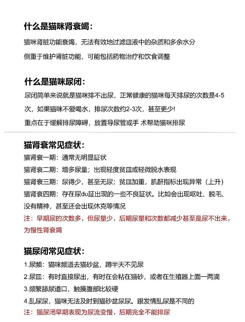 揭秘貓咪腎衰竭的治療與護(hù)理秘籍