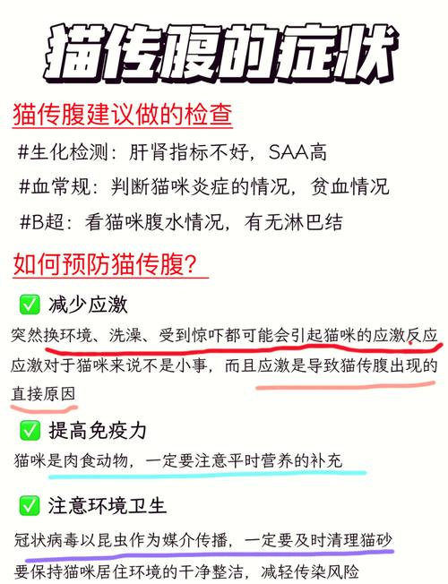 揭秘貓咪腹膜炎的治療秘籍