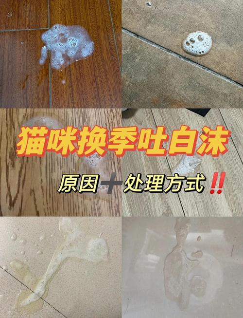 貓咪突然吐白沫，警惕背后可能的嚴(yán)重狀況