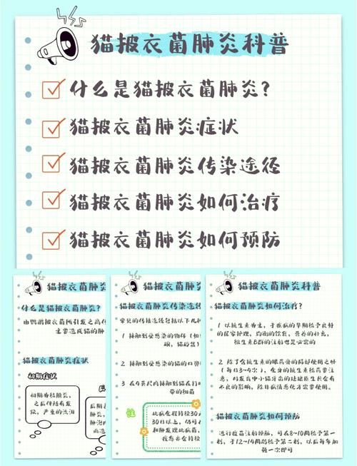 貓咪也能吃對的抗生素——了解土霉素對貓的影響