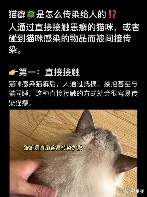 貓咪身上的真菌，真的會傳染給人類嗎？