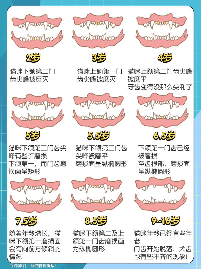 一歲貓咪的口腔健康，了解幼貓牙齒護(hù)理的重要性