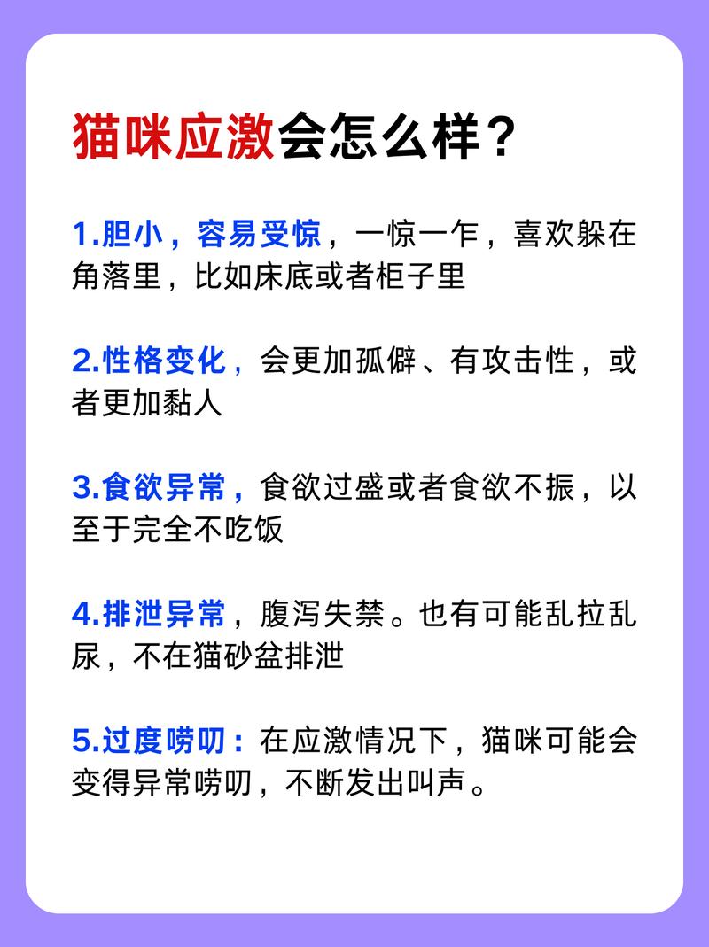 貓咪受驚嚇后的常見反應(yīng)與應(yīng)對策略