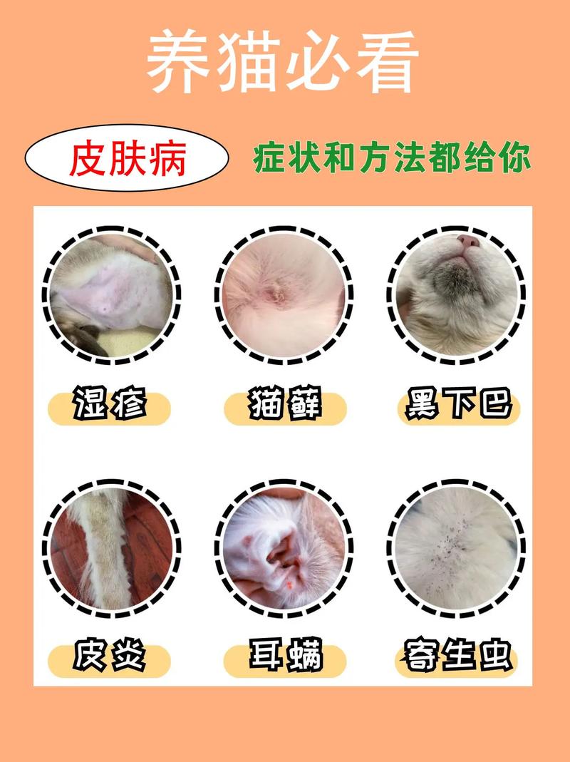 貓咪皮膚病真的會(huì)傳染給人類嗎？