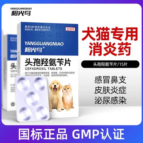 貓咪能用消炎藥嗎？你可能需要知道的真相