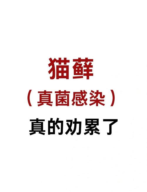 貓咪感染真菌？這些治療方法別錯過