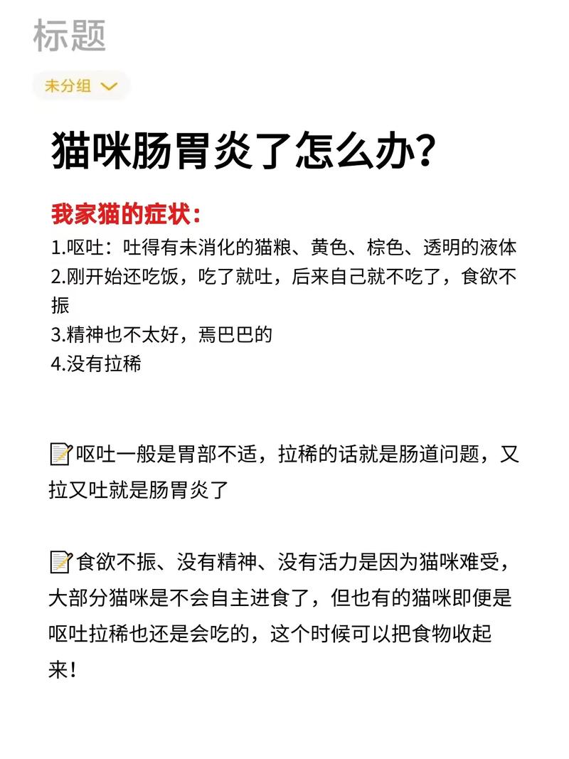 揭秘貓咪腸胃炎的飲食療法