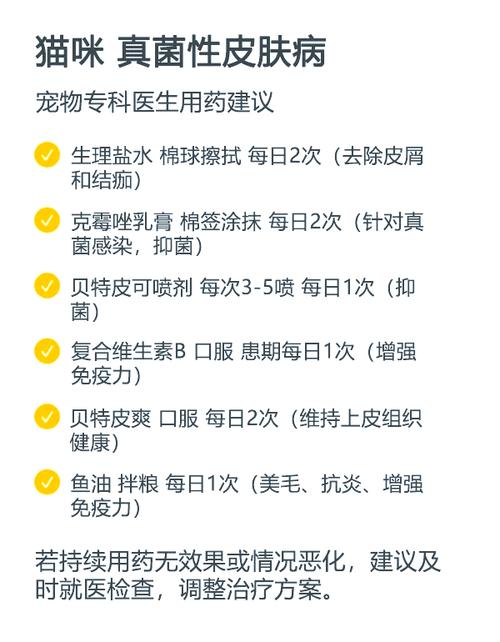 貓咪消炎用藥指南，選對藥物讓愛寵恢復活力