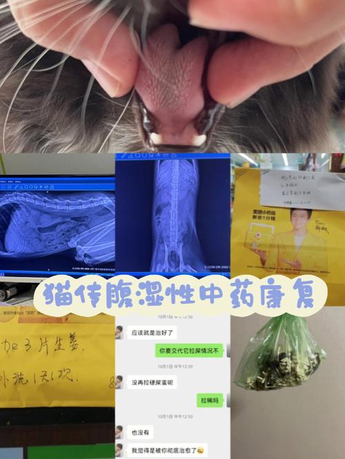 貓咪腹積水，了解病因與治療