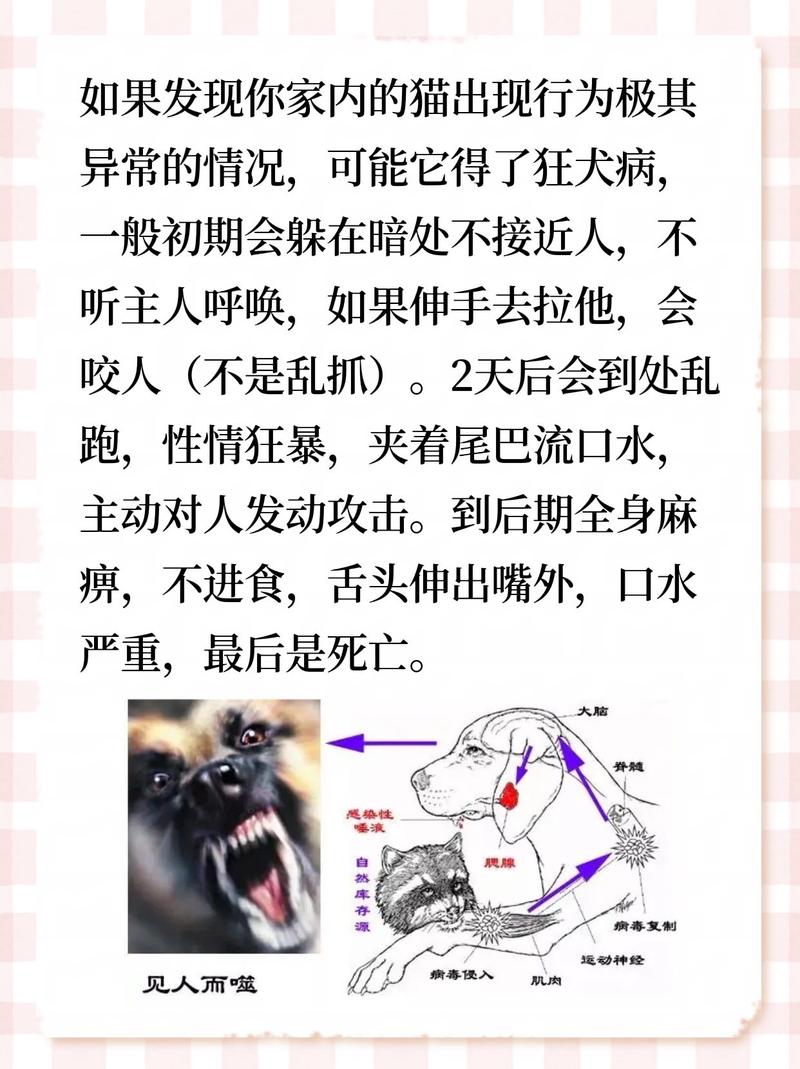 揭秘貓咪狂犬病，癥狀解析與預(yù)防