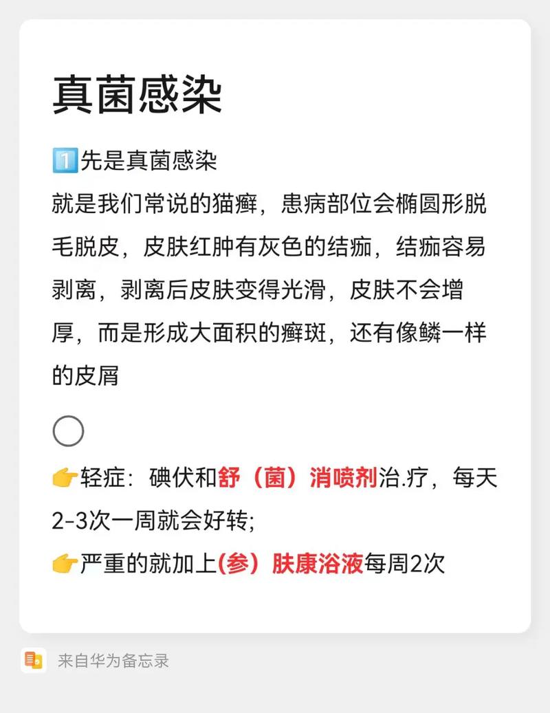 貓癬貓咪會(huì)疼嗎？了解貓咪皮膚健康的重要課題