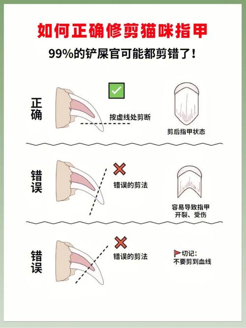 輕松應(yīng)對貓咪指甲發(fā)炎，家庭護(hù)理指南