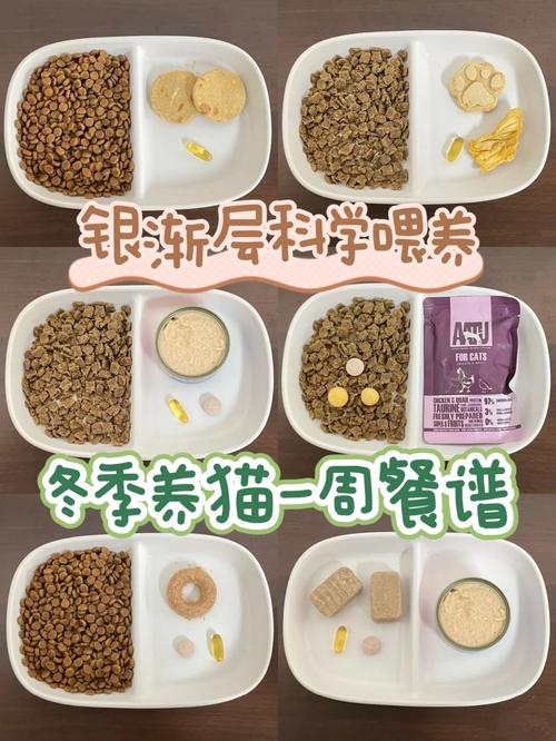 每日食譜，貓咪的理想貓糧攝入量