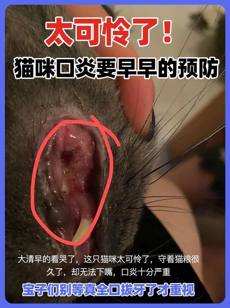 揭秘貓咪口腔炎的治療之道