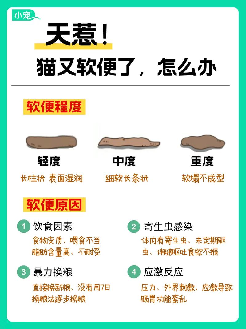 二個(gè)月貓咪拉稀，癥狀與解決方法