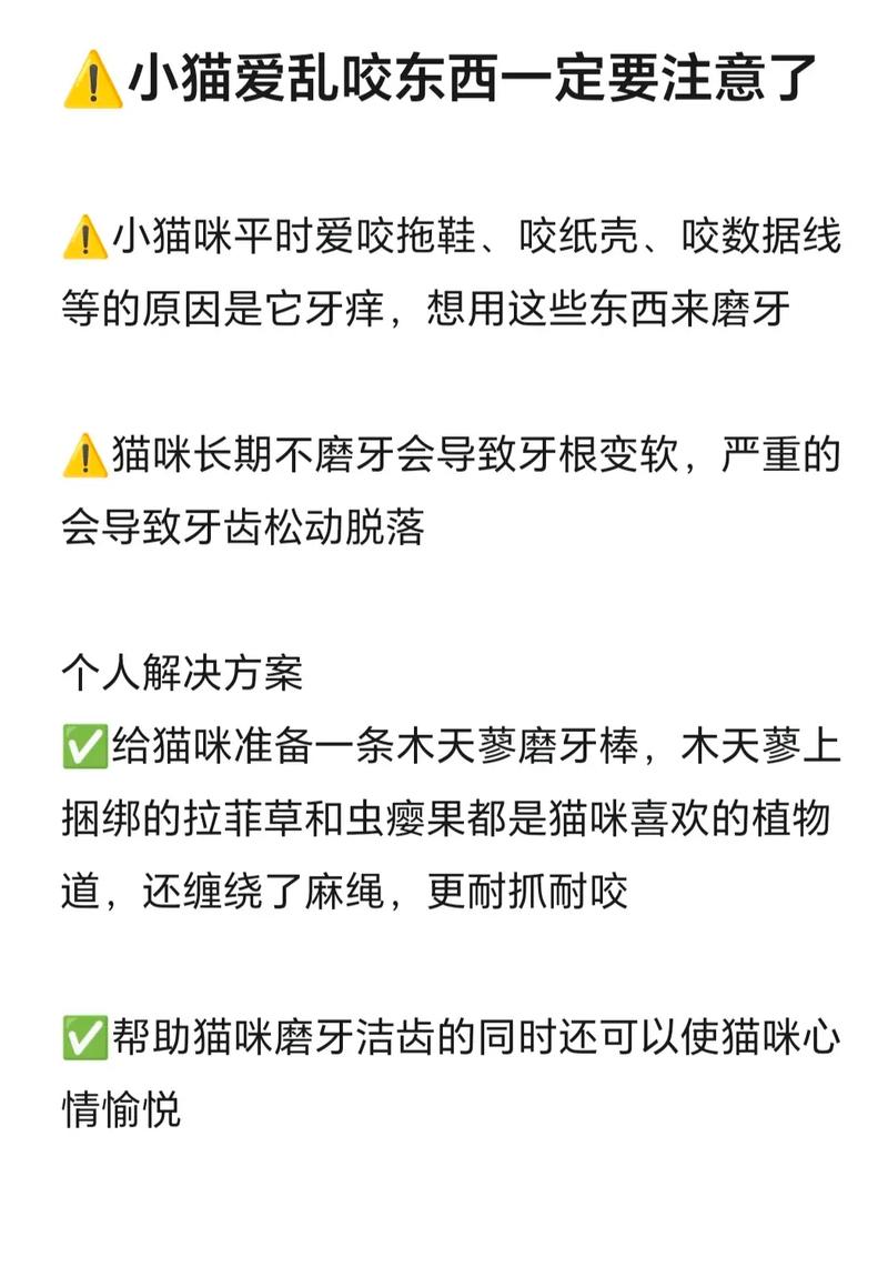 貓咪磨牙，為什么寵物總在磨牙？