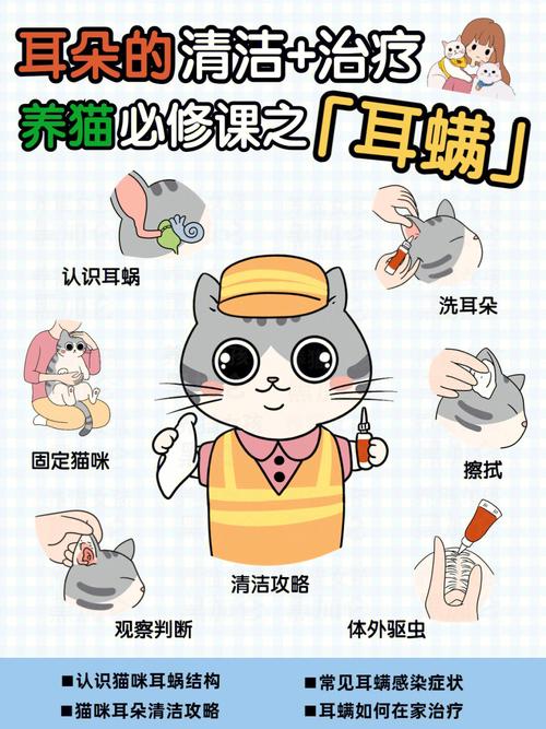 貓咪多久應(yīng)該洗耳朵？日常護理小貼士