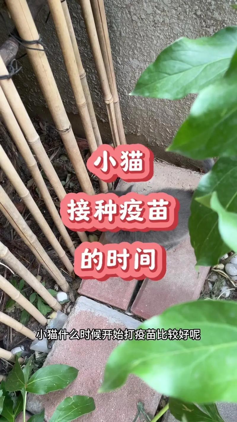 貓咪多久進(jìn)行一次疫苗接種？