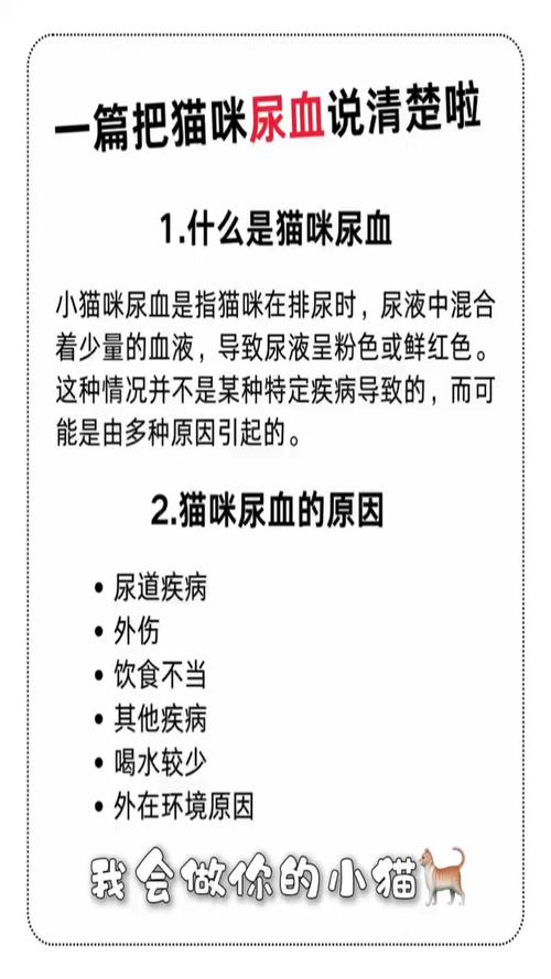 貓咪血尿的應(yīng)對策略與藥物治療