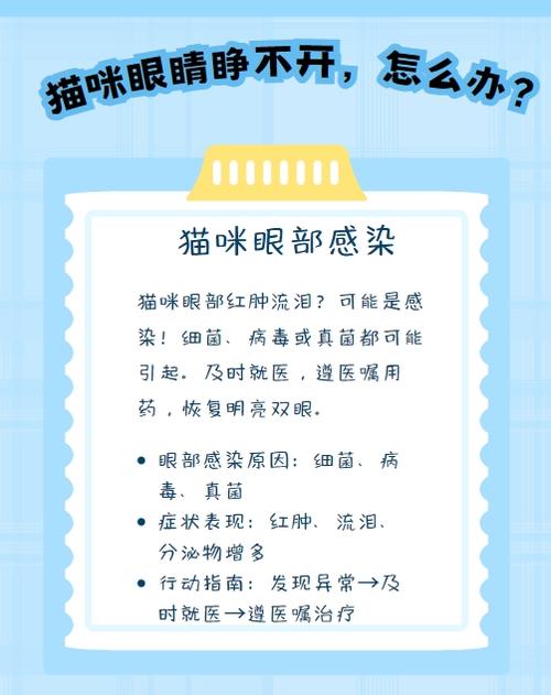 揭秘貓咪真菌感染的隱藏威脅，了解癥狀與應(yīng)對策略