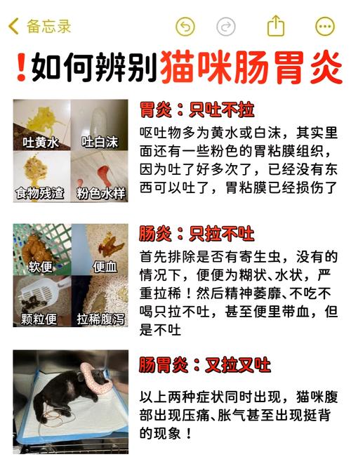 貓咪腸胃炎，了解癥狀及日常護(hù)理指南