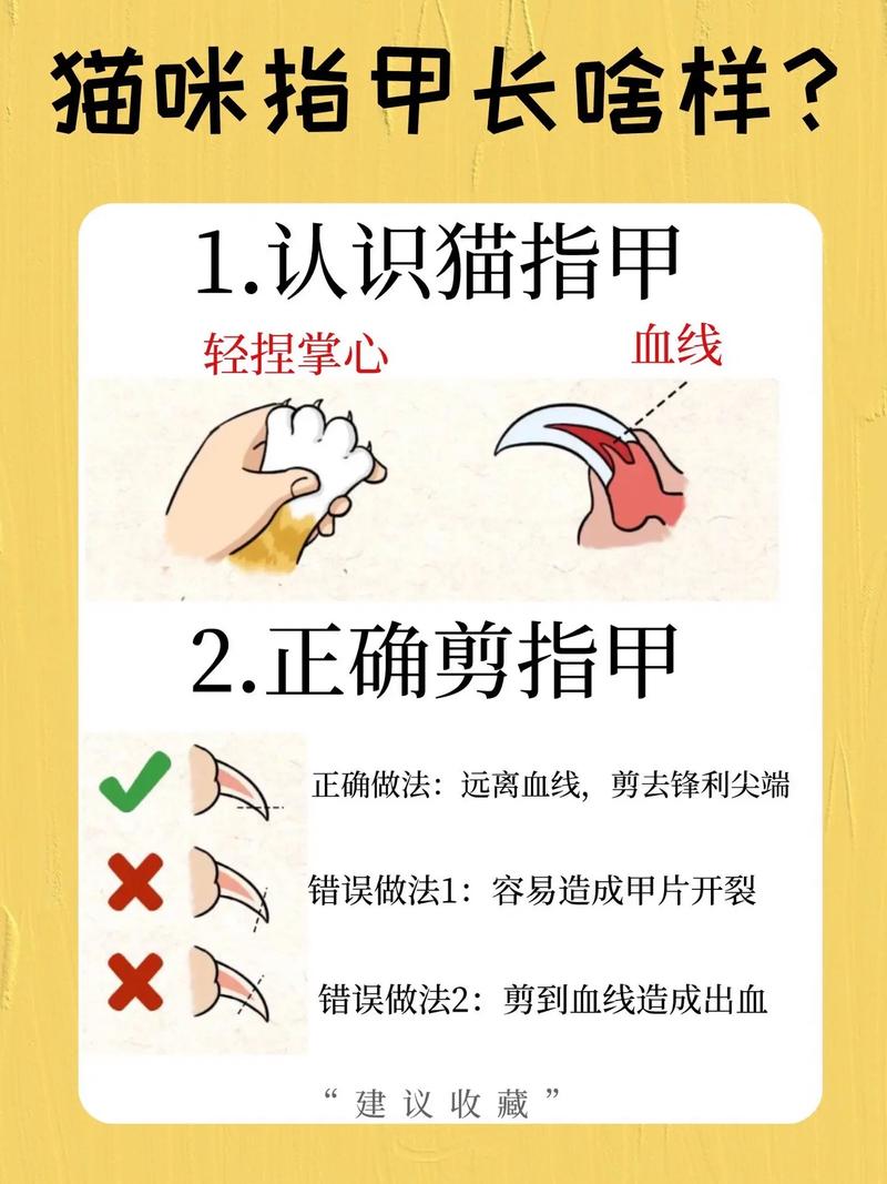 如何科學(xué)地為貓咪修剪指甲