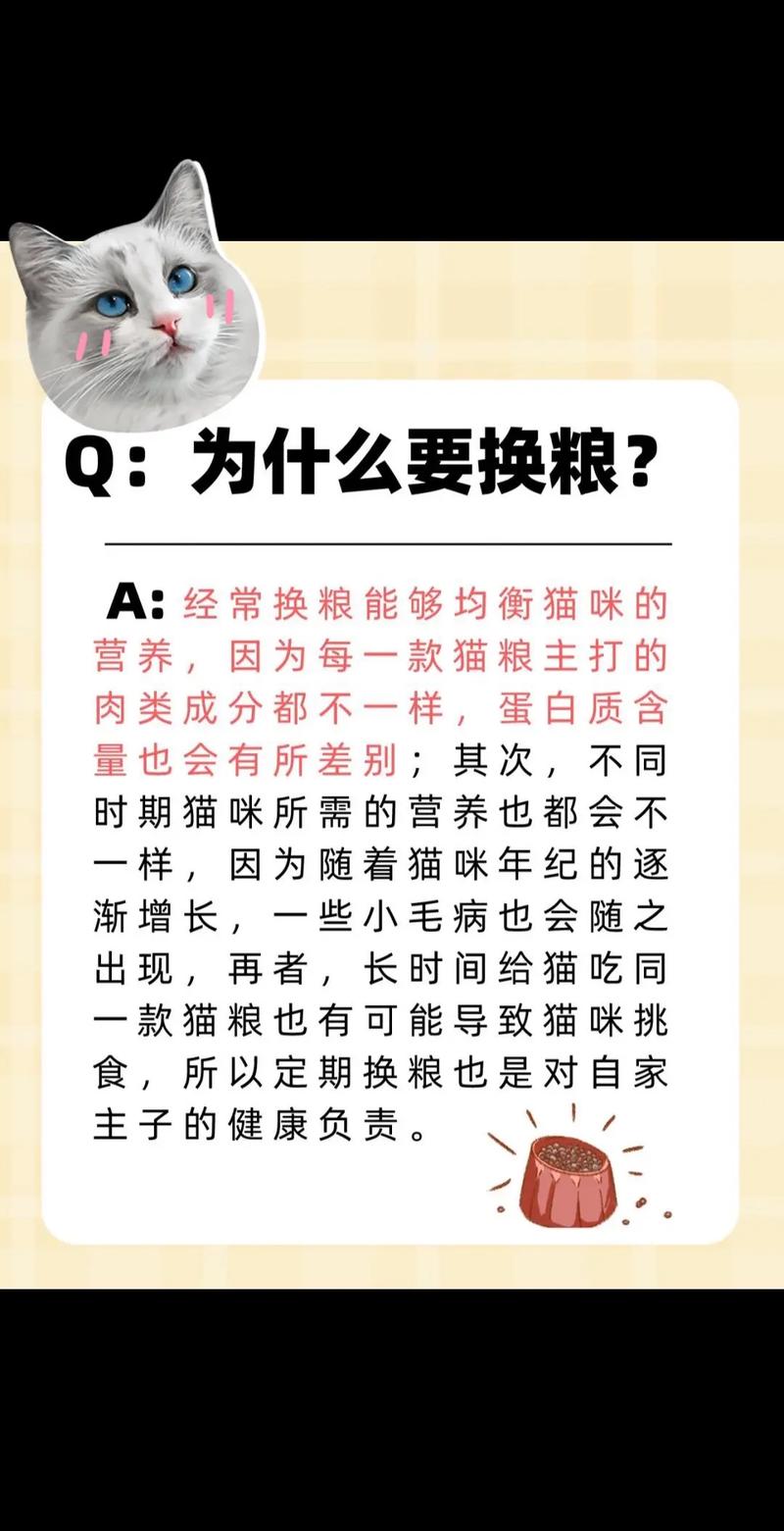 貓咪何時(shí)需要換貓糧？權(quán)威指南來解答