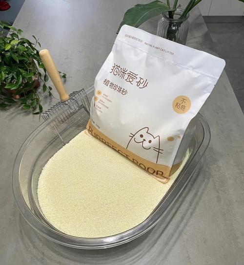 貓咪為什么愛啃食砂子？揭秘背后的秘密