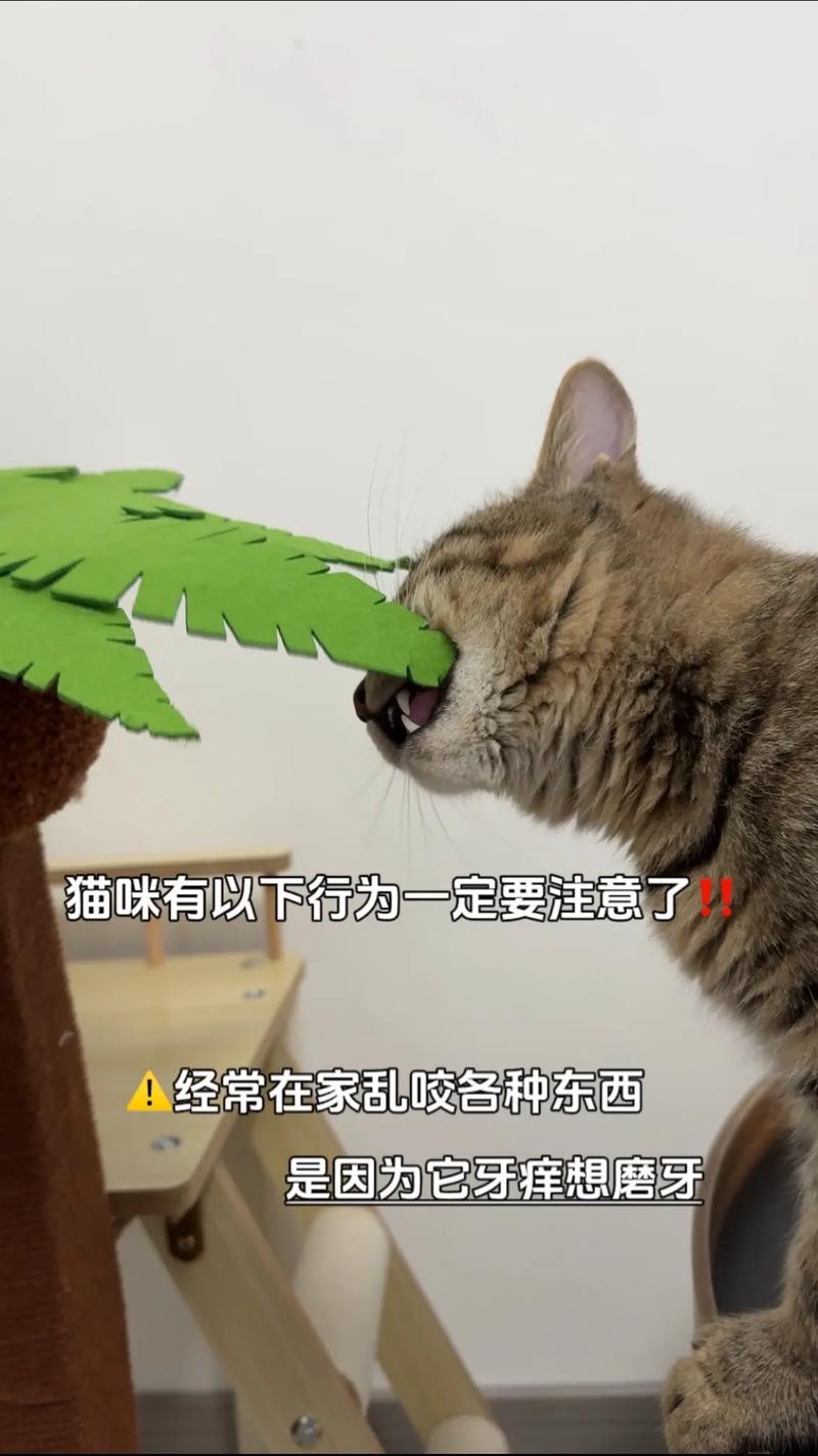 貓咪磨牙，為什么我的小貓總在不停地磨牙？