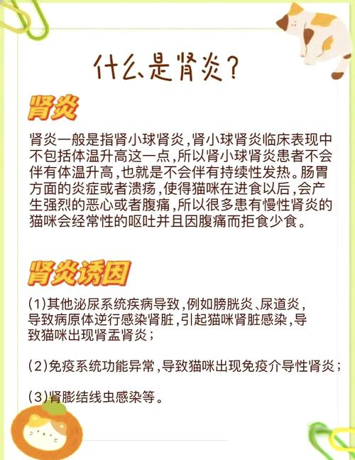 揭秘貓咪腎病的治療之道，全面解析與有效護理