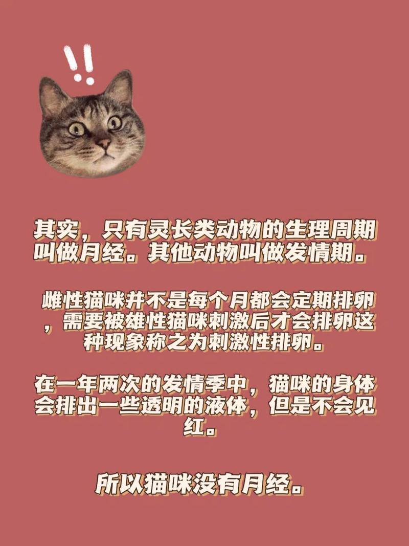 貓咪的例假之謎，真相大揭秘