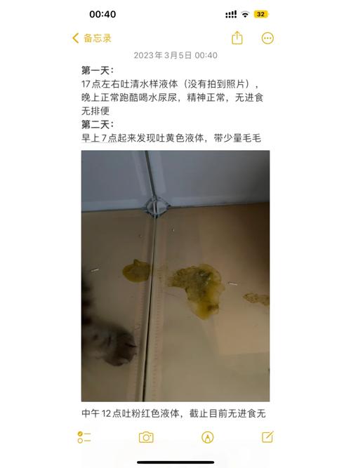 貓咪絕育后出現(xiàn)嘔吐現(xiàn)象的原因及應對策略