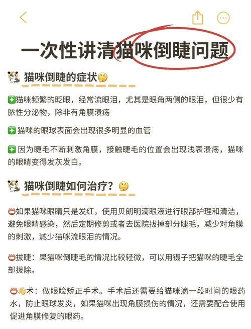 貓咪眼睛倒睫毛，了解與護理