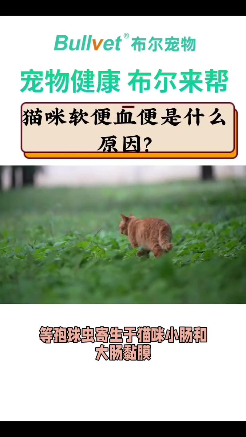 貓咪球蟲病，難纏的敵人，如何攻克？