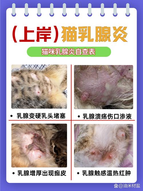 貓咪乳腺炎，了解癥狀、預防與治療