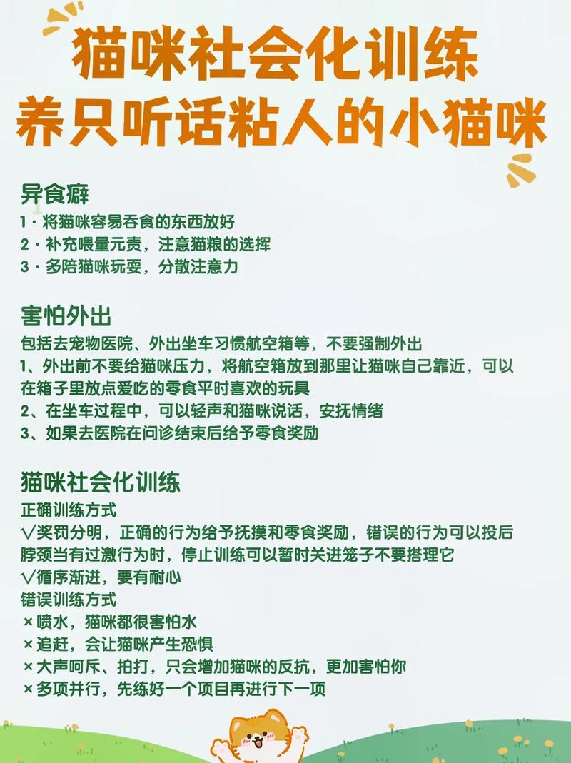 如何訓練你的貓咪聽話？科學方法讓你的貓兒乖乖聽從指令