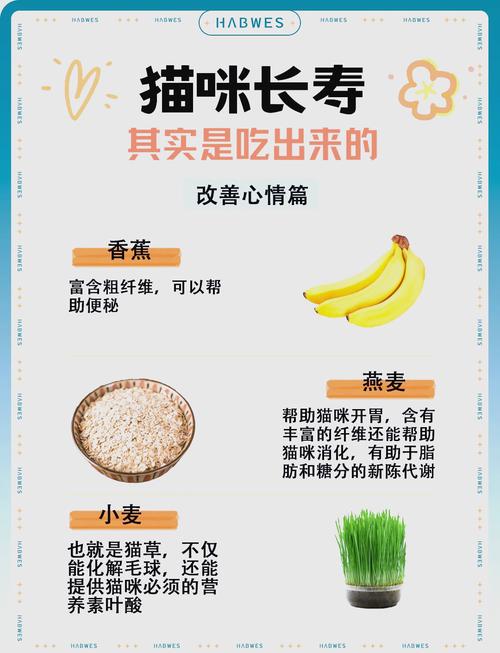 給幼小貓咪的科學(xué)飲食指南