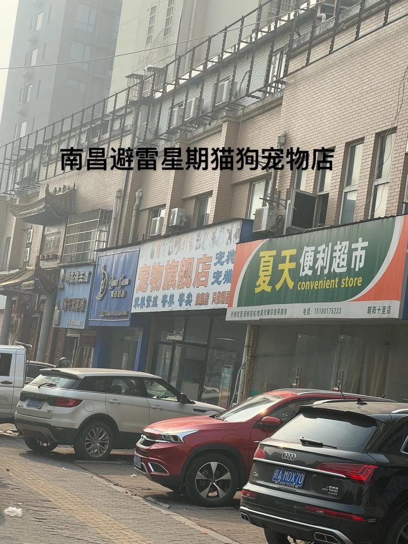 尋覓都市中的溫馨港灣——探訪南昌貓咪寵物店