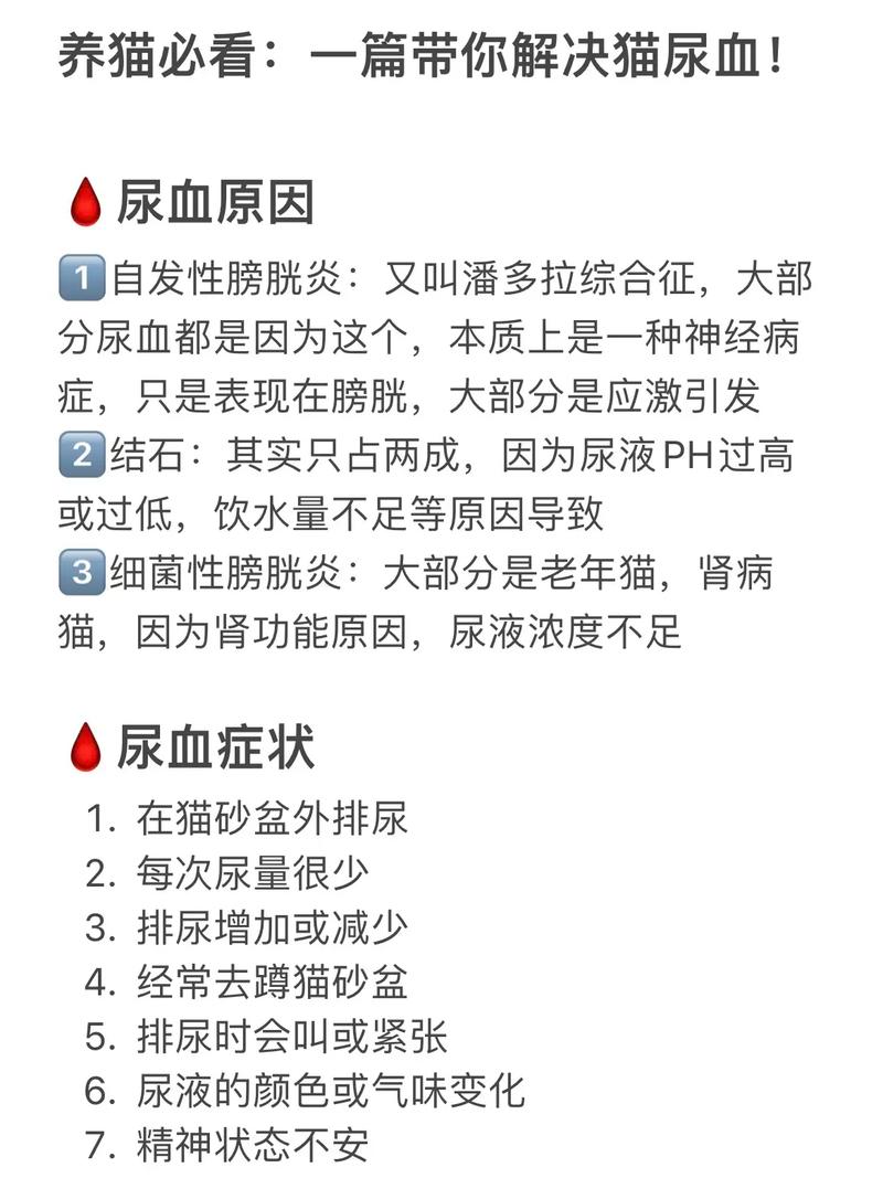 貓咪拉血？你需要了解的緊急情況