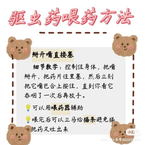 貓咪驅蟲后為何不吃東西？