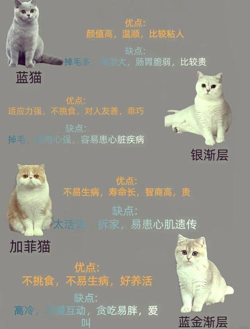 貓咪飼養(yǎng)與生活的全面指南