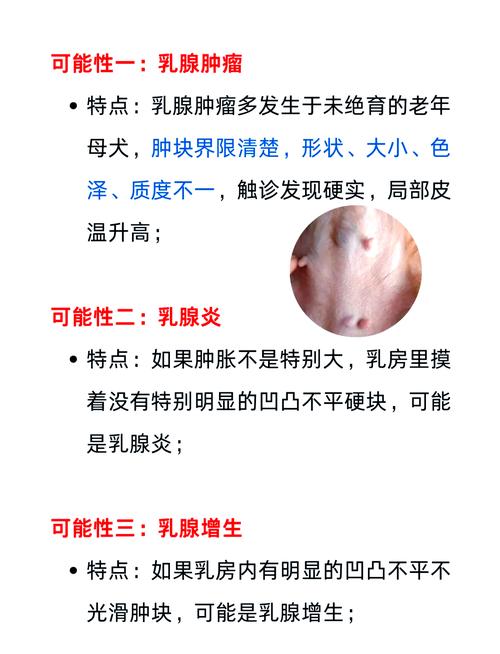 揭秘貓咪乳房腫塊，早期識別與護(hù)理的重要性